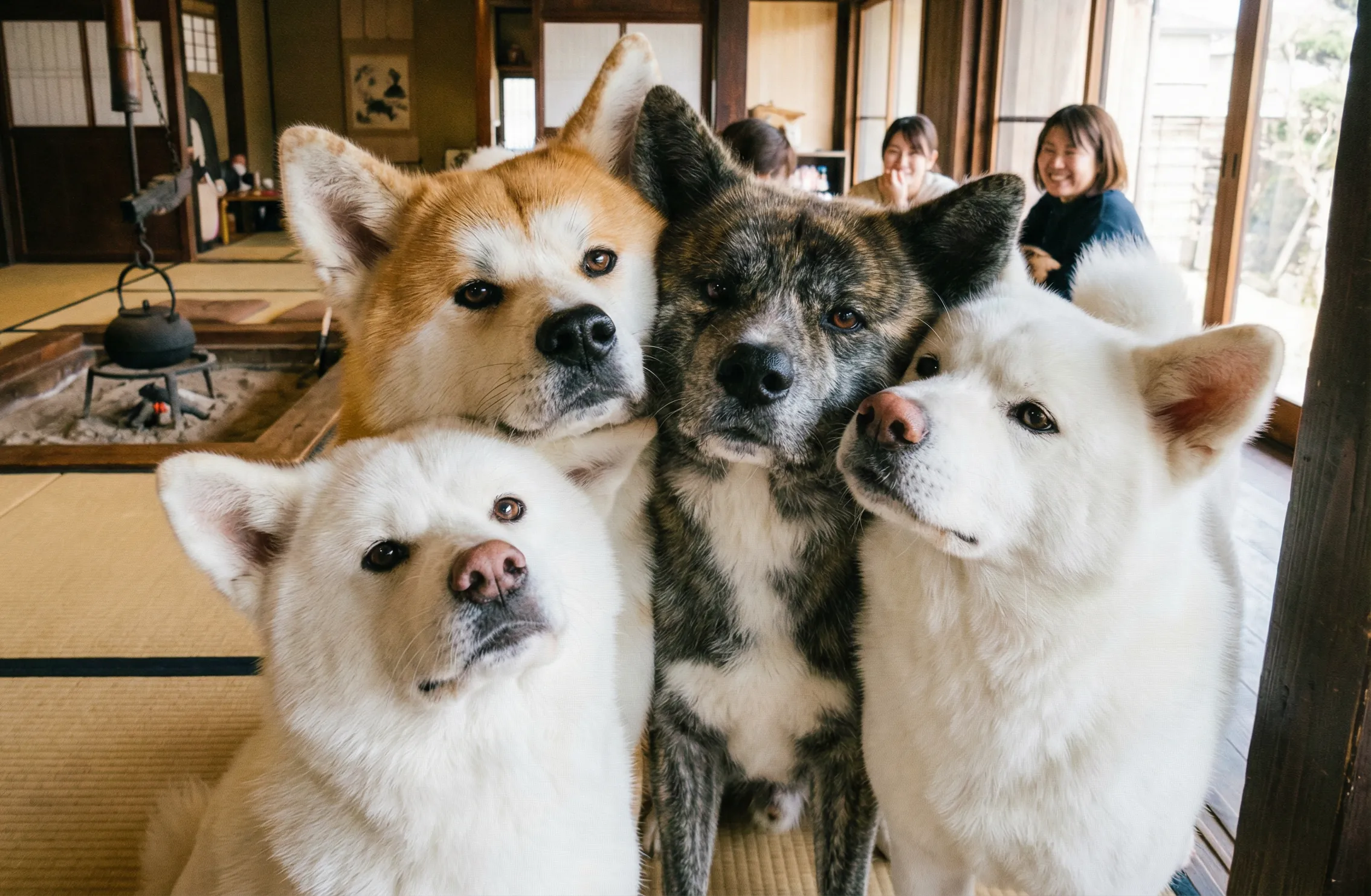 秋田犬の寄り添い